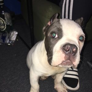 Meet your Posher, Shaquan